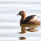 Zwergtaucher (Tachybaptus ruficollis)