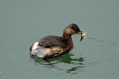 Zwergtaucher (Tachybaptus ruficollis)