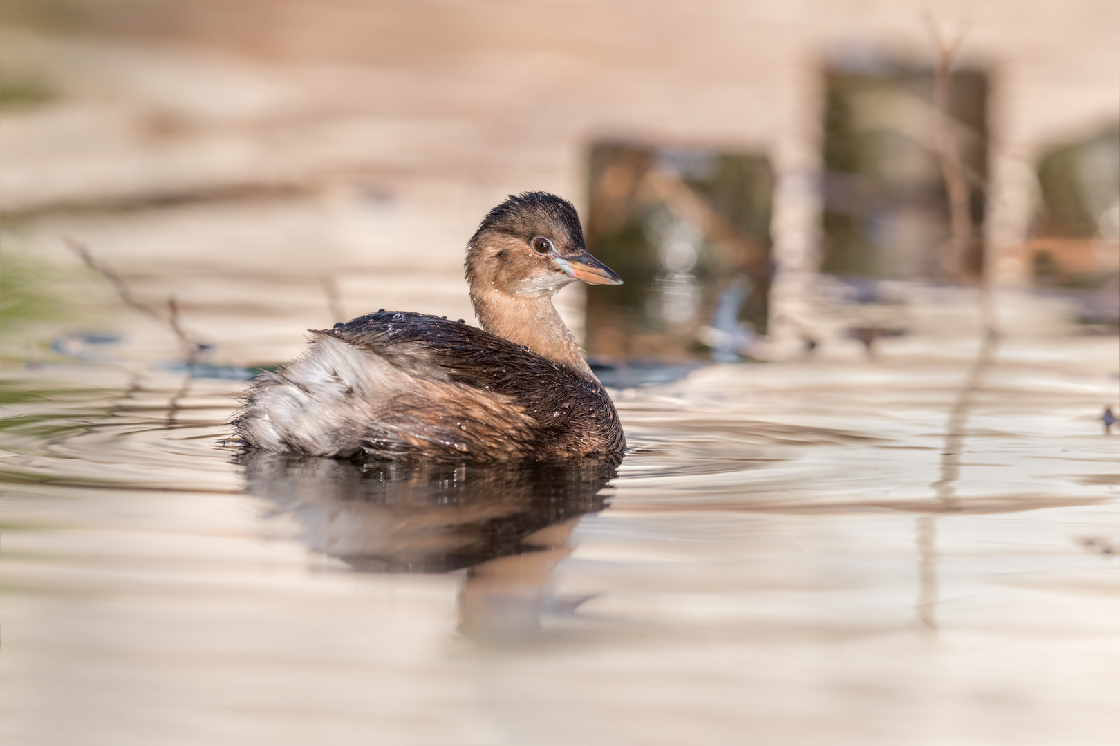 Zwergtaucher (Tachybaptus ruficollis)