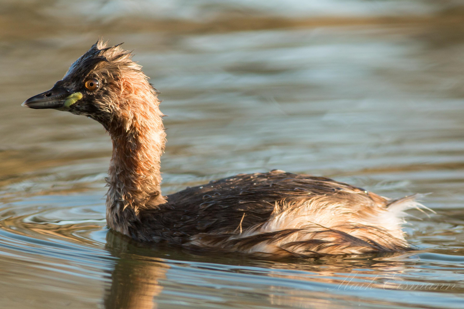 Zwergtaucher (Tachybaptus ruficollis)