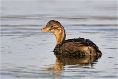 Zwergtaucher (Tachybaptus ruficollis)