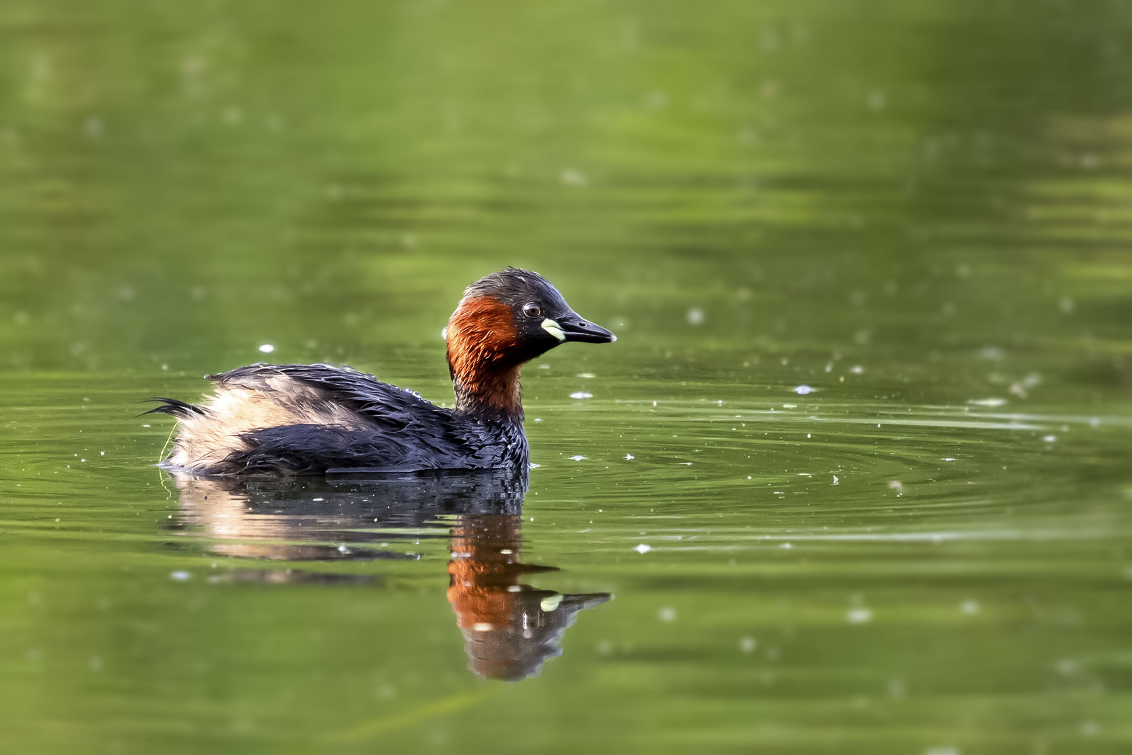 Zwergtaucher - Tachybaptus ruficollis