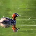 Zwergtaucher - Tachybaptus ruficollis