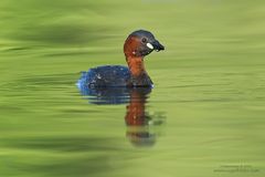 Zwergtaucher (Tachybaptus ruficollis)