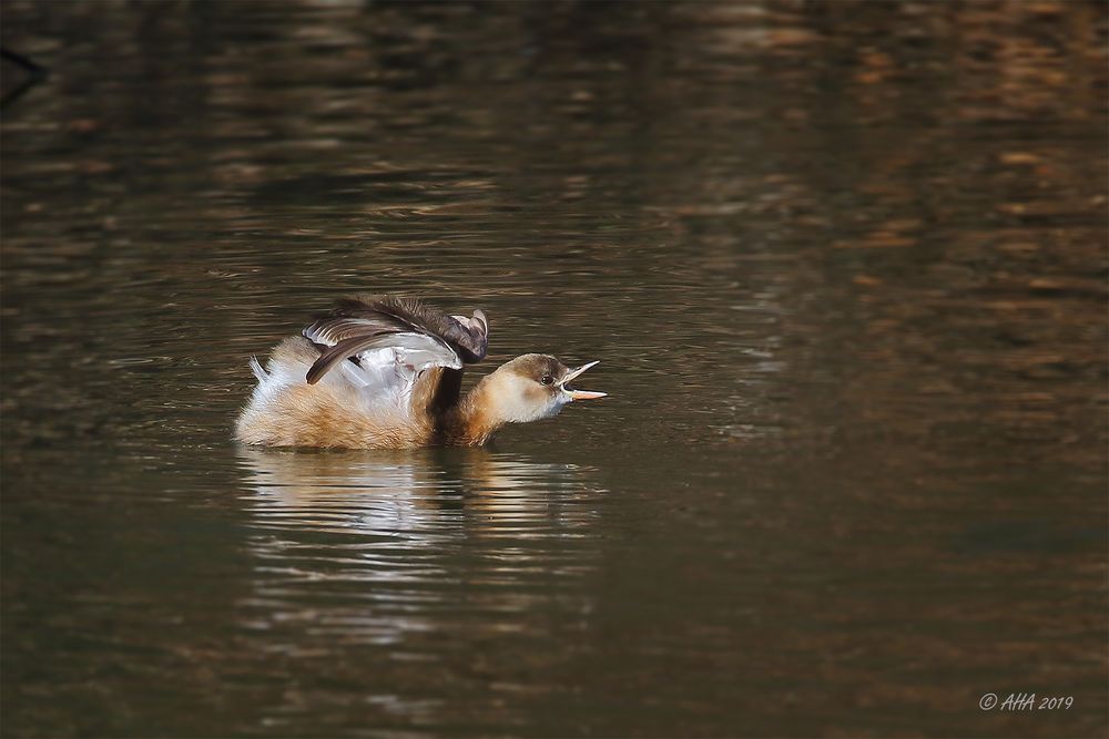 Zwergtaucher (Tachybaptus ruficollis)