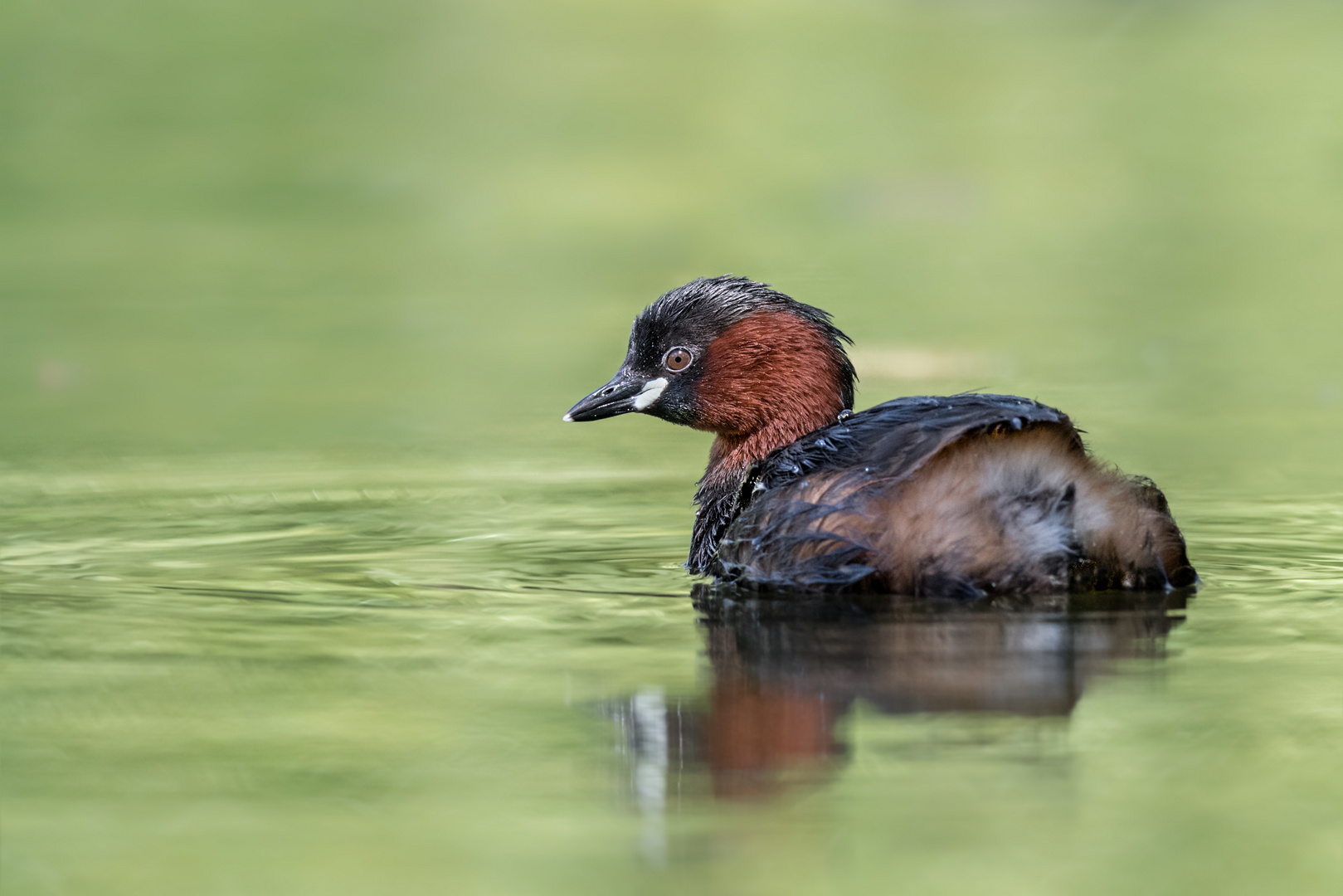 Zwergtaucher (Tachybaptus ruficollis)