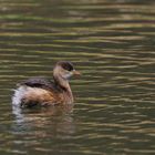 Zwergtaucher  (Tachybaptus ruficollis)