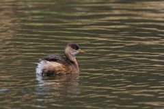 Zwergtaucher  (Tachybaptus ruficollis)