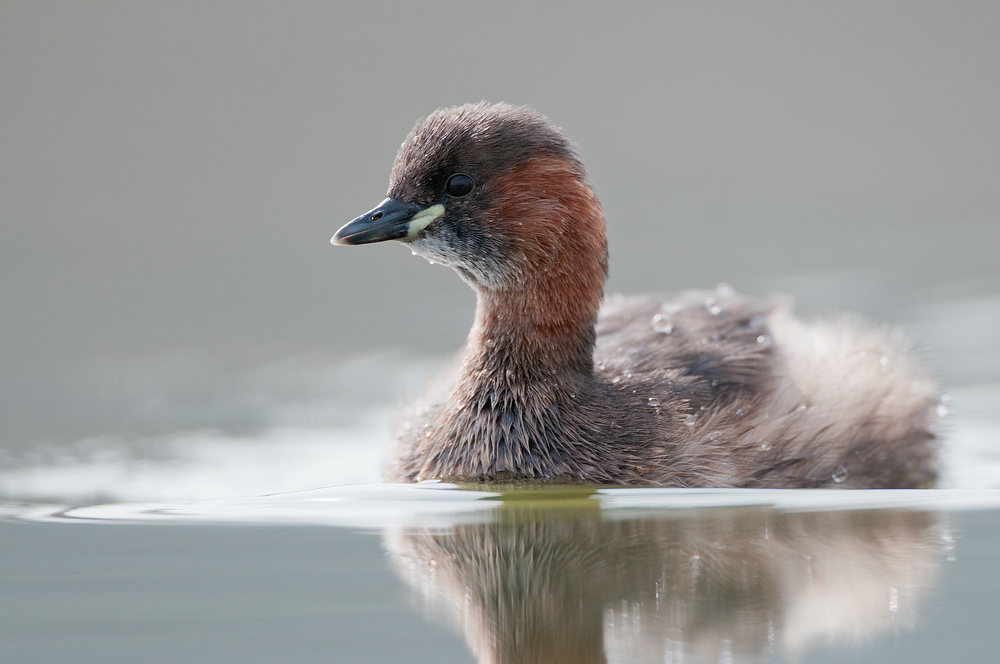 Zwergtaucher (Tachybaptus ruficollis)