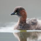 Zwergtaucher (Tachybaptus ruficollis)