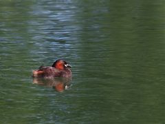  Zwergtaucher (Tachybaptus ruficollis)