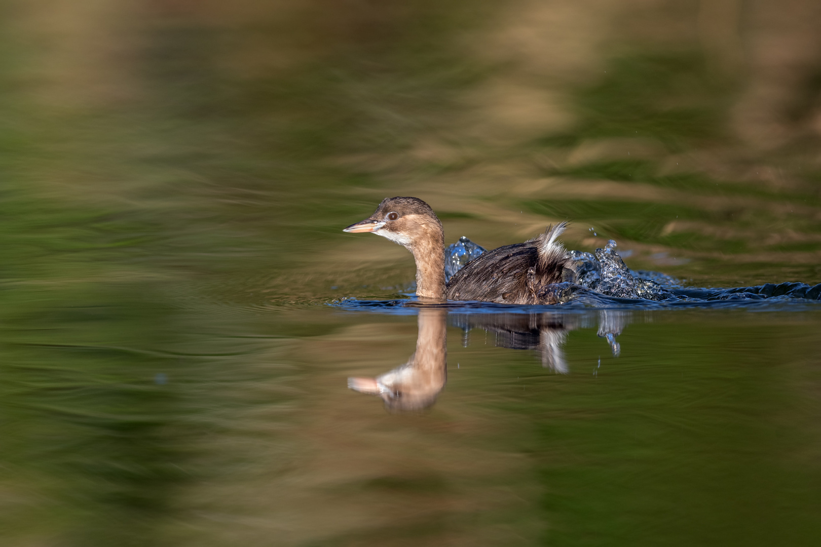 Zwergtaucher (Tachybaptus ruficollis)