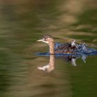 Zwergtaucher (Tachybaptus ruficollis)