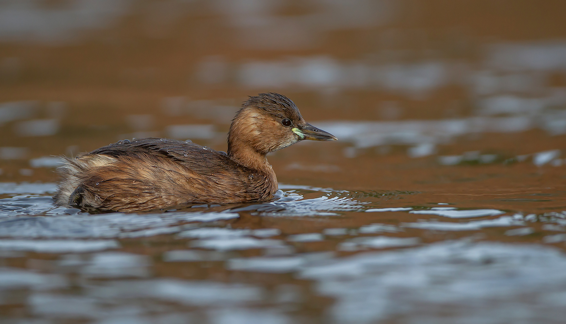 Zwergtaucher (Tachybaptus ruficollis)