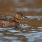 Zwergtaucher (Tachybaptus ruficollis)