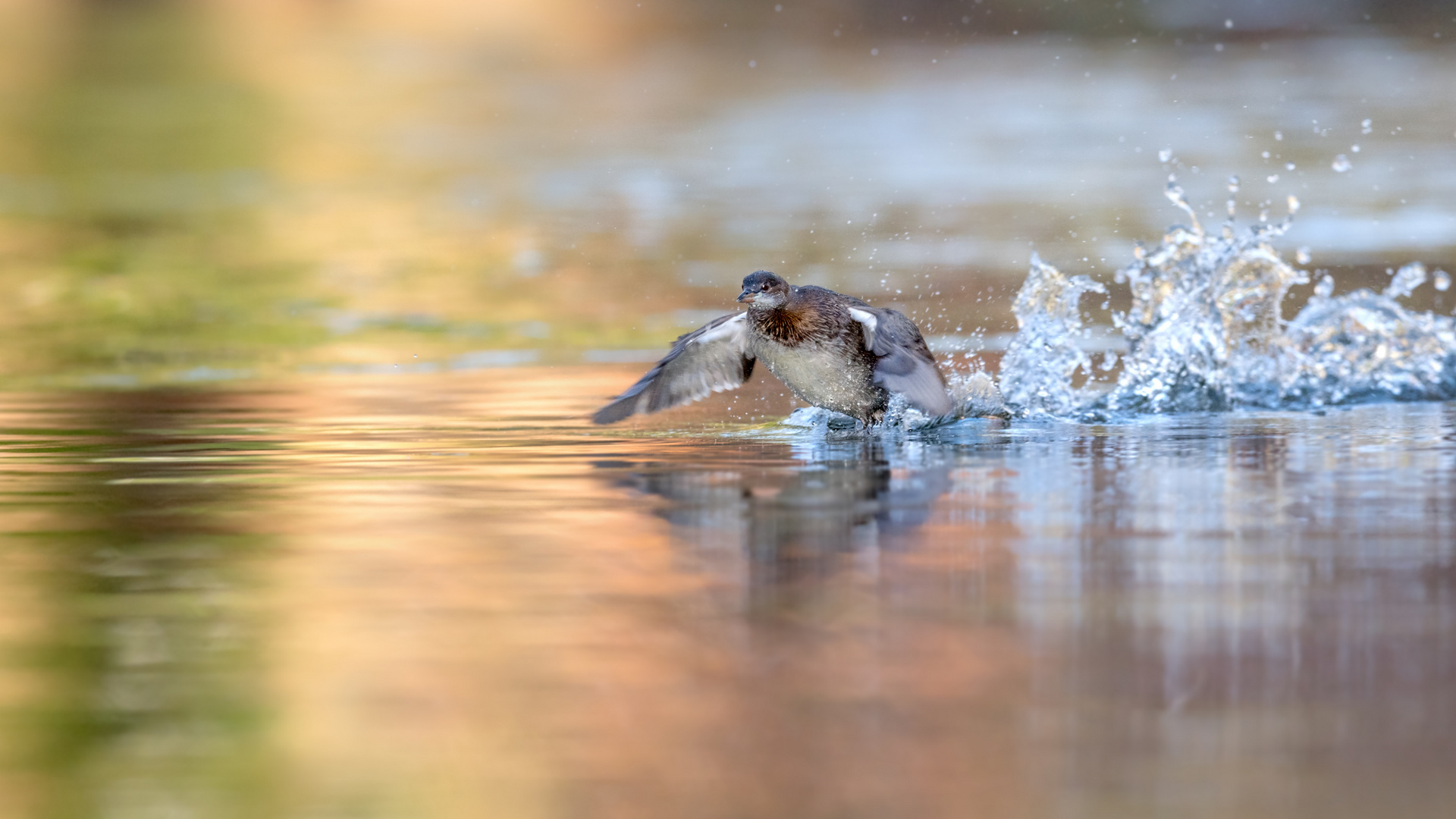 Zwergtaucher (Tachybaptus ruficollis) 