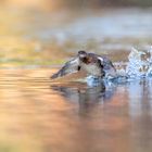 Zwergtaucher (Tachybaptus ruficollis) 