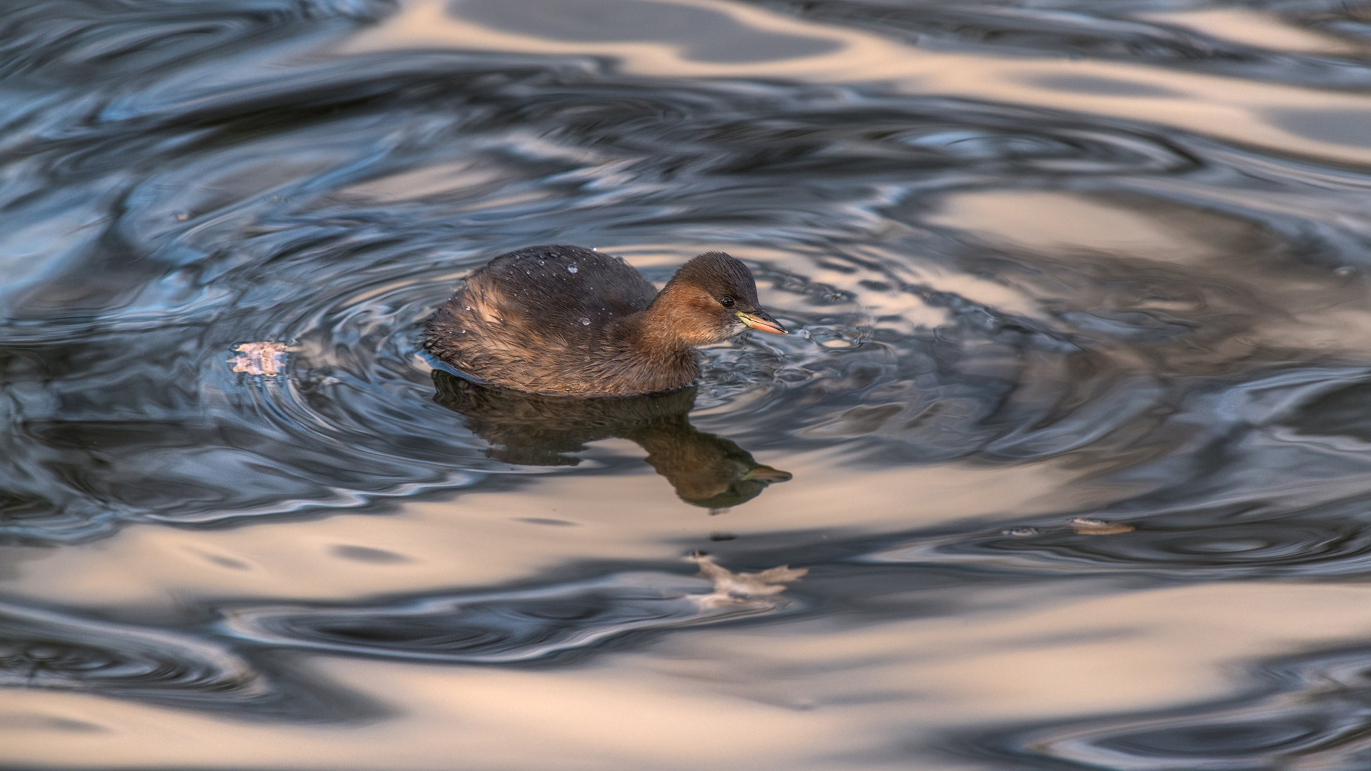 Zwergtaucher (Tachybaptus ruficollis) 