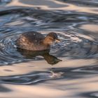 Zwergtaucher (Tachybaptus ruficollis) 