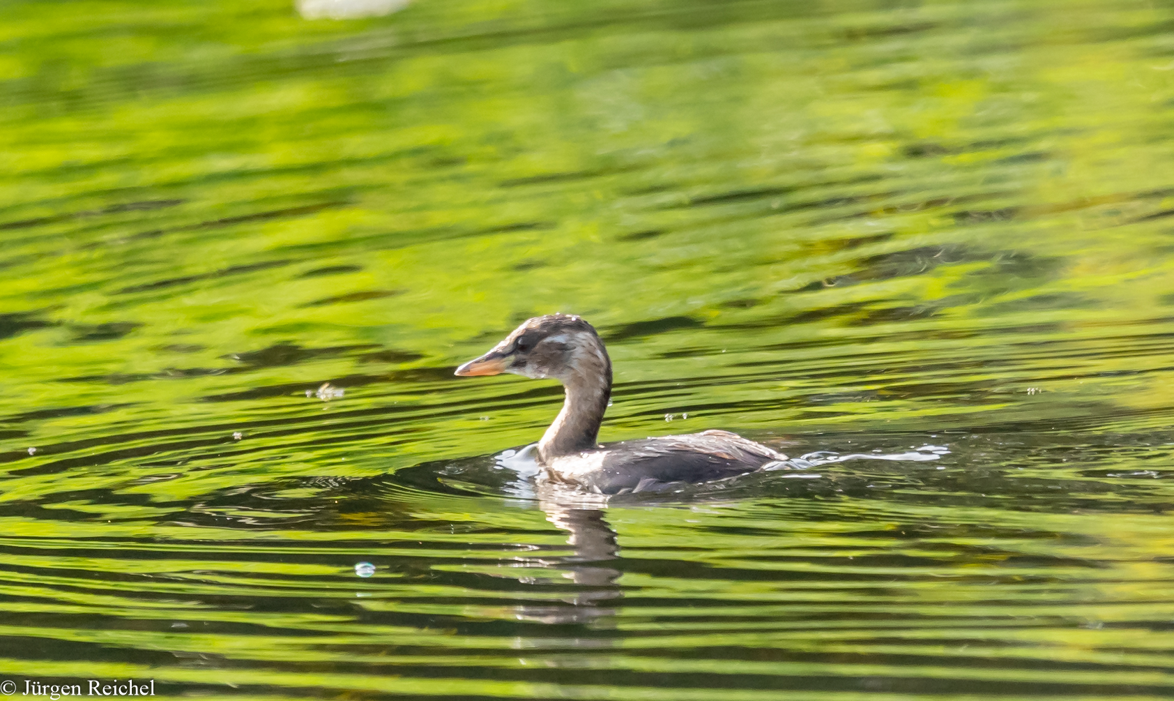 Zwergtaucher ( Tachybaptus ruficollis ) 