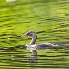 Zwergtaucher ( Tachybaptus ruficollis ) 