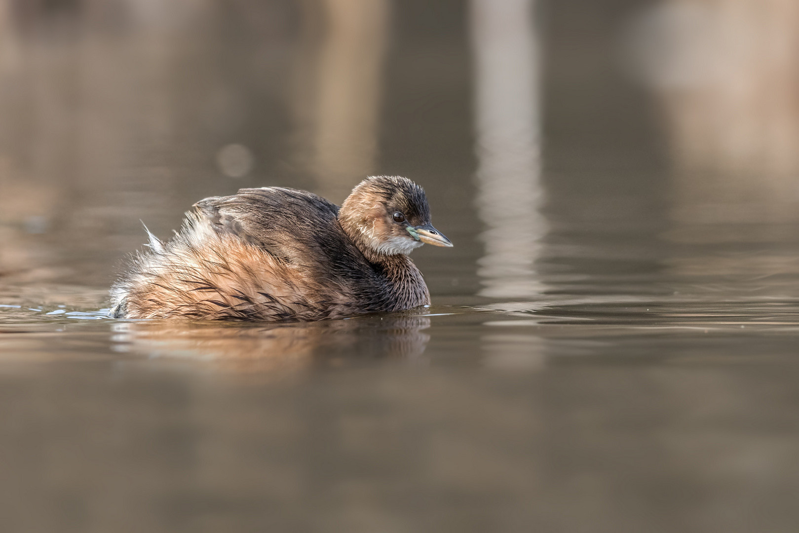 Zwergtaucher (Tachybaptus ruficollis)