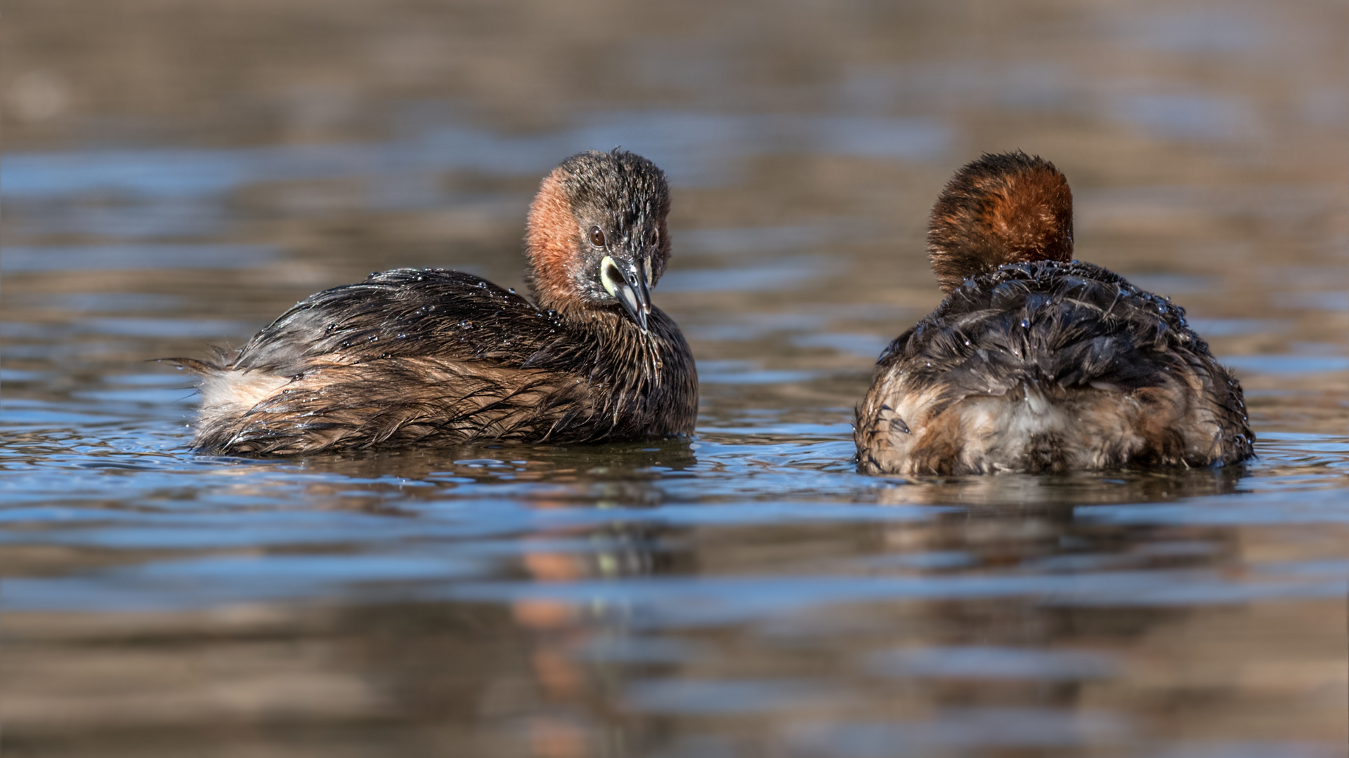 Zwergtaucher (Tachybaptus ruficollis) 