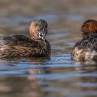 Zwergtaucher (Tachybaptus ruficollis) 