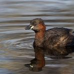 Zwergtaucher (Tachybaptus ruficollis)