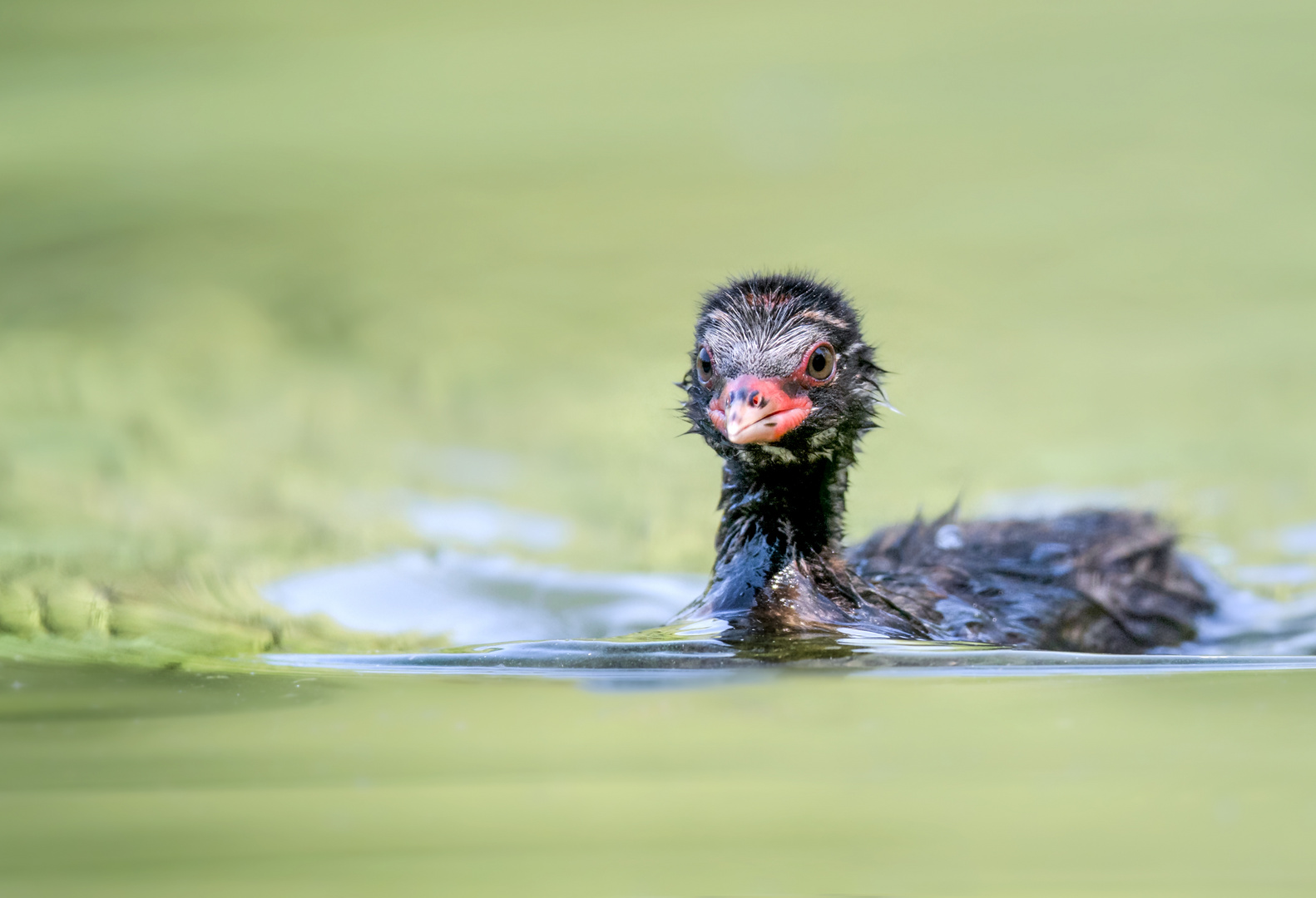 Zwergtaucher (Tachybaptus ruficollis)