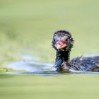 Zwergtaucher (Tachybaptus ruficollis)