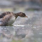 Zwergtaucher | Tachybaptus ruficollis 