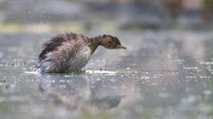 Zwergtaucher | Tachybaptus ruficollis 