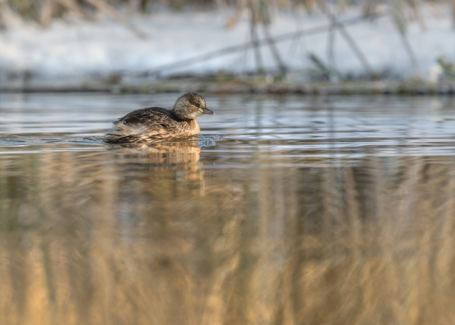 Zwergtaucher (Tachybaptus ruficollis) 