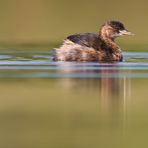 Zwergtaucher (Tachybaptus ruficollis)