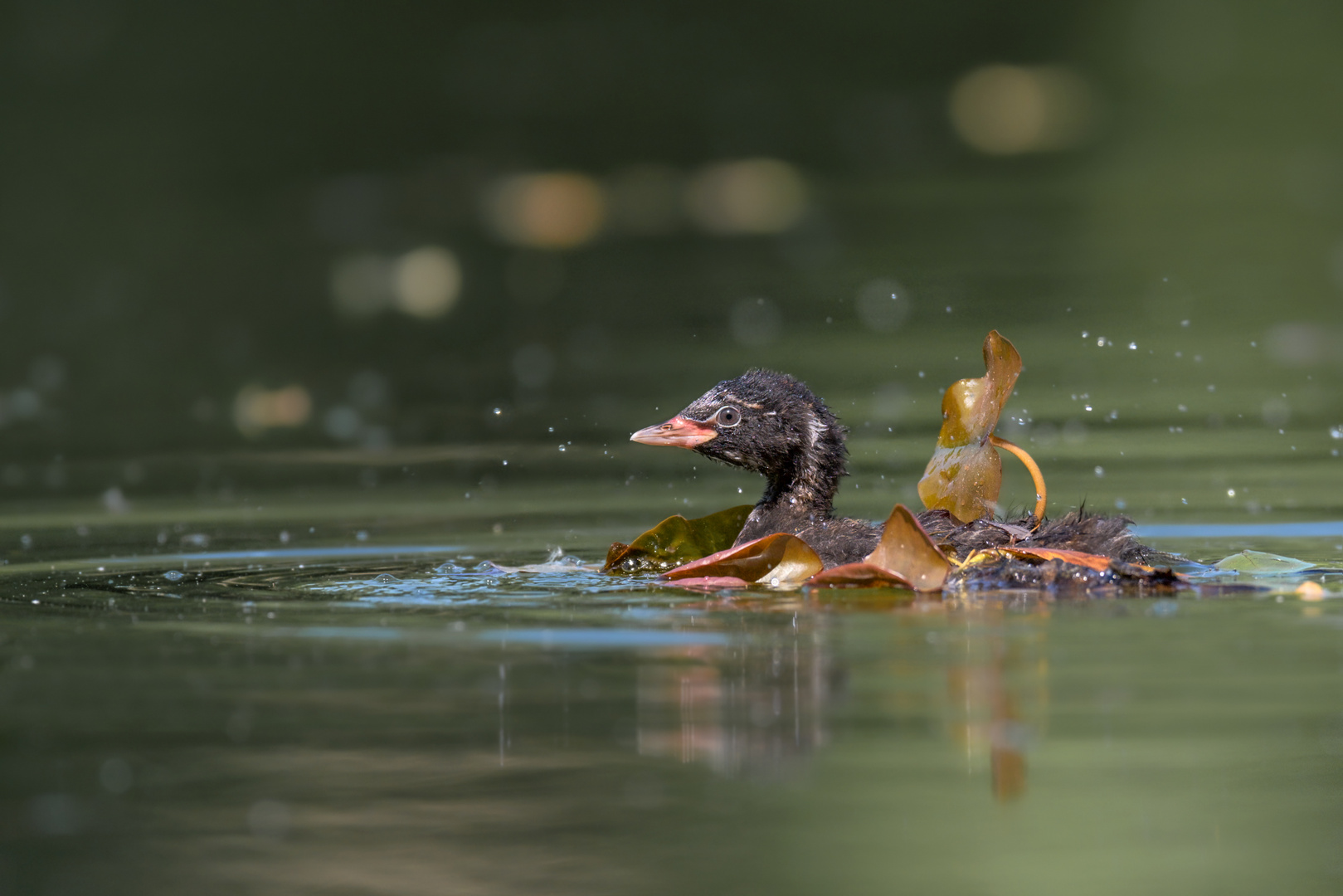 Zwergtaucher (Tachybaptus ruficollis)