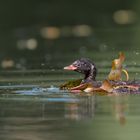 Zwergtaucher (Tachybaptus ruficollis)