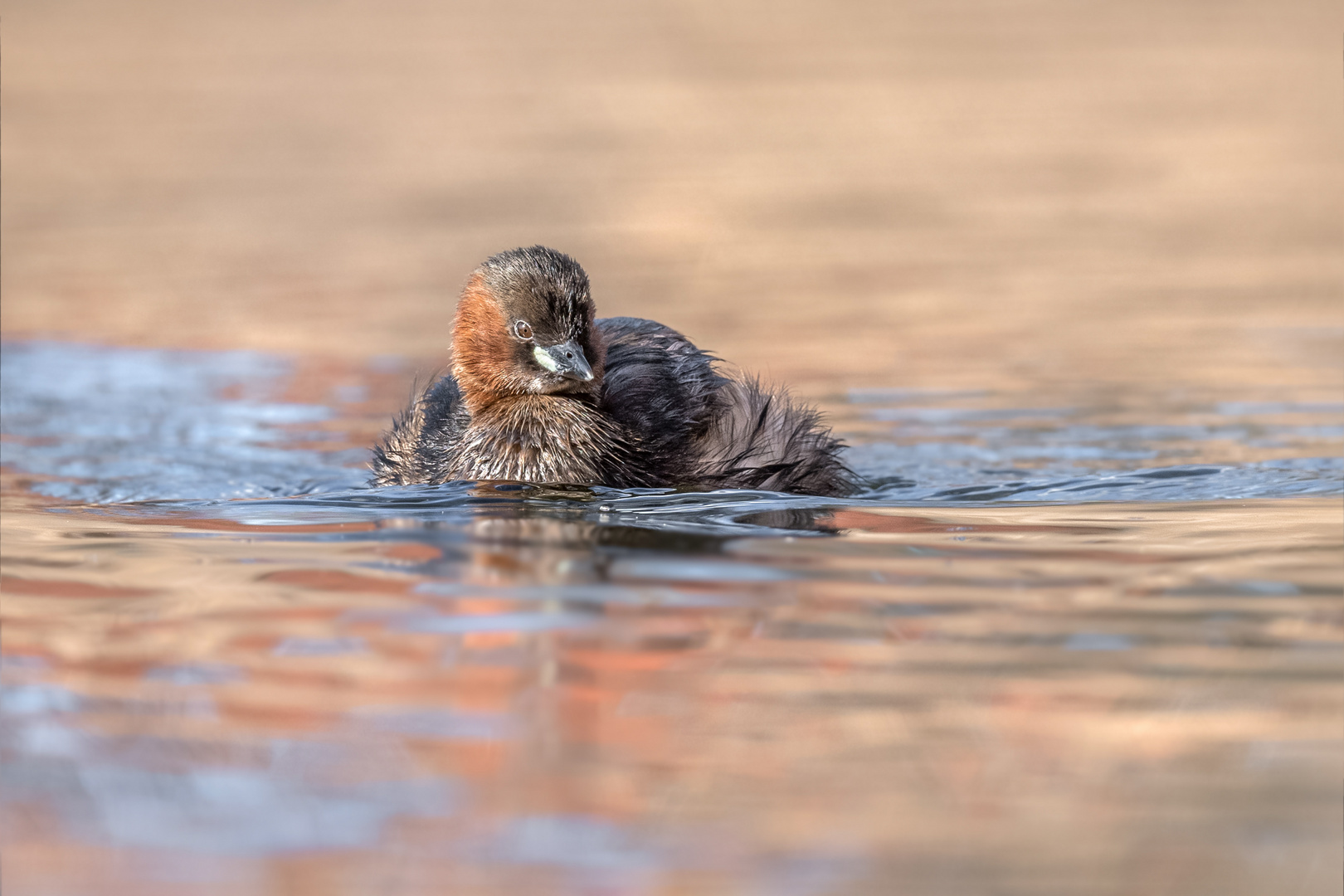 Zwergtaucher (Tachybaptus ruficollis) 