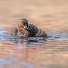 Zwergtaucher (Tachybaptus ruficollis) 