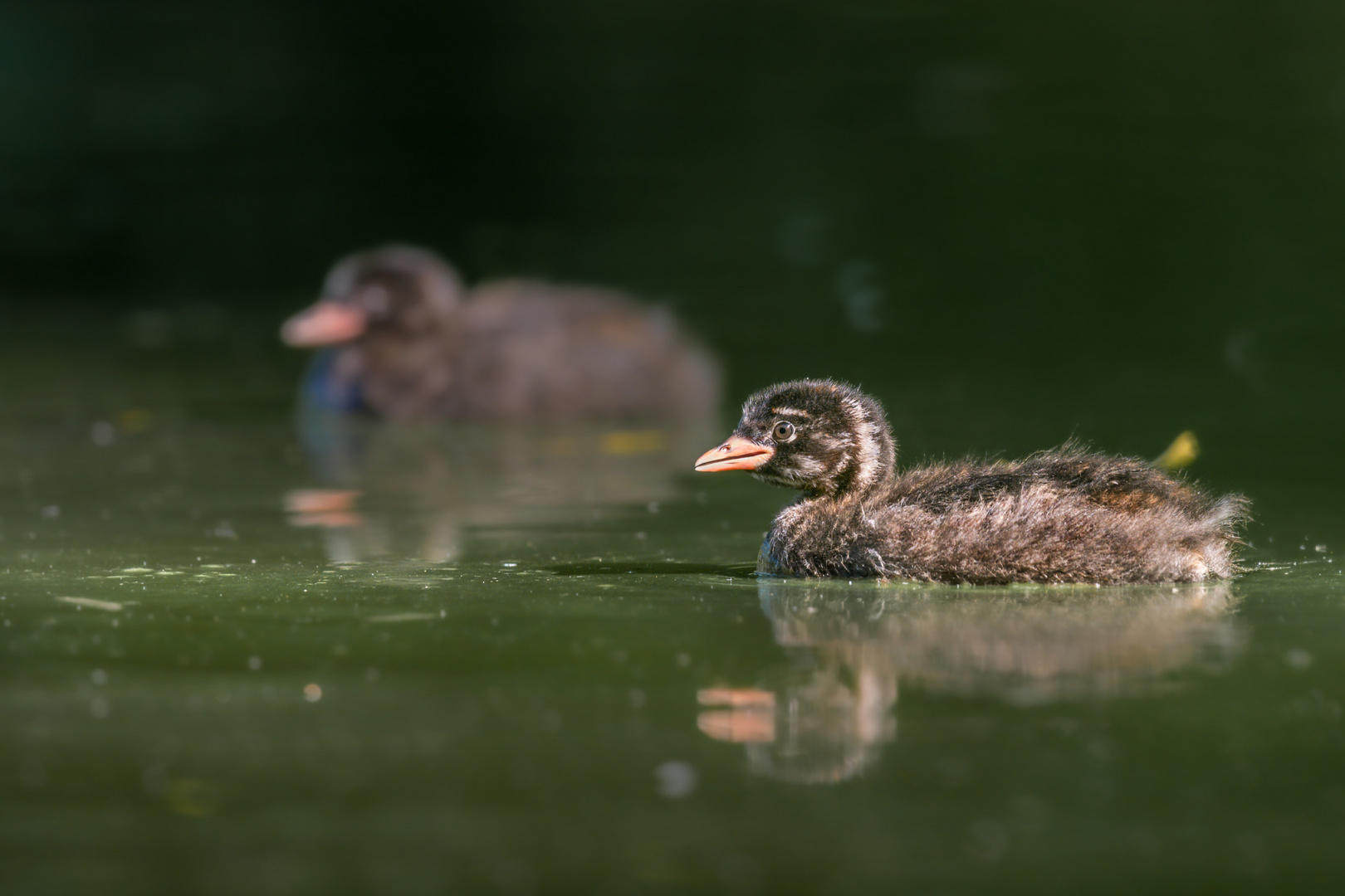 Zwergtaucher (Tachybaptus ruficollis)