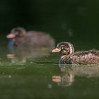 Zwergtaucher (Tachybaptus ruficollis)