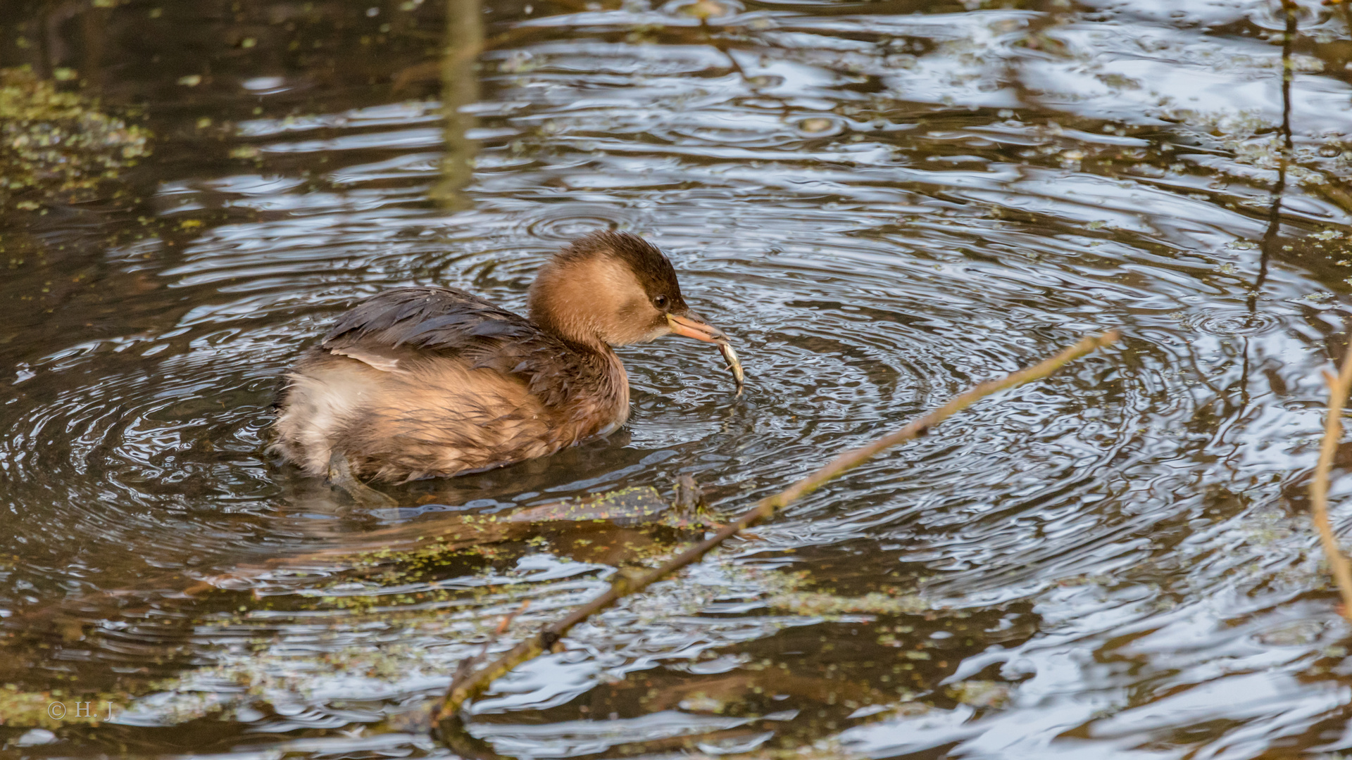 Zwergtaucher (Tachybaptus ruficollis)