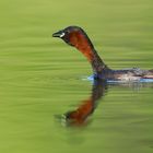 Zwergtaucher (Tachybaptus ruficollis)