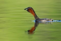 Zwergtaucher (Tachybaptus ruficollis)