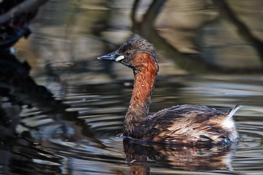 Zwergtaucher (Tachybaptus ruficollis)