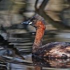 Zwergtaucher (Tachybaptus ruficollis)