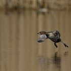 Zwergtaucher (Tachybaptus ruficollis)