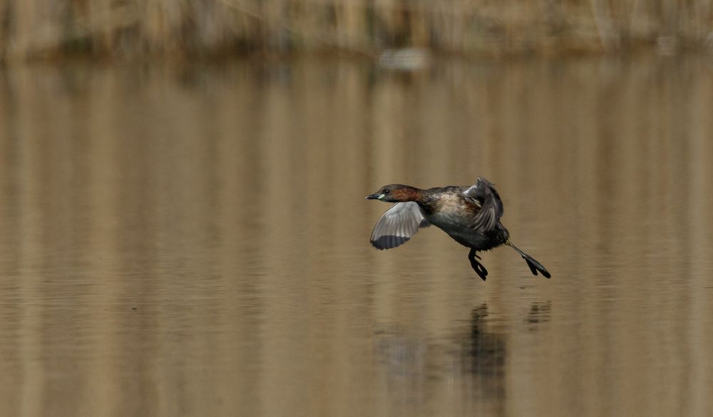 Zwergtaucher (Tachybaptus ruficollis)