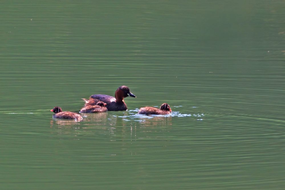 Zwergtaucher (Tachybaptus ruficollis)