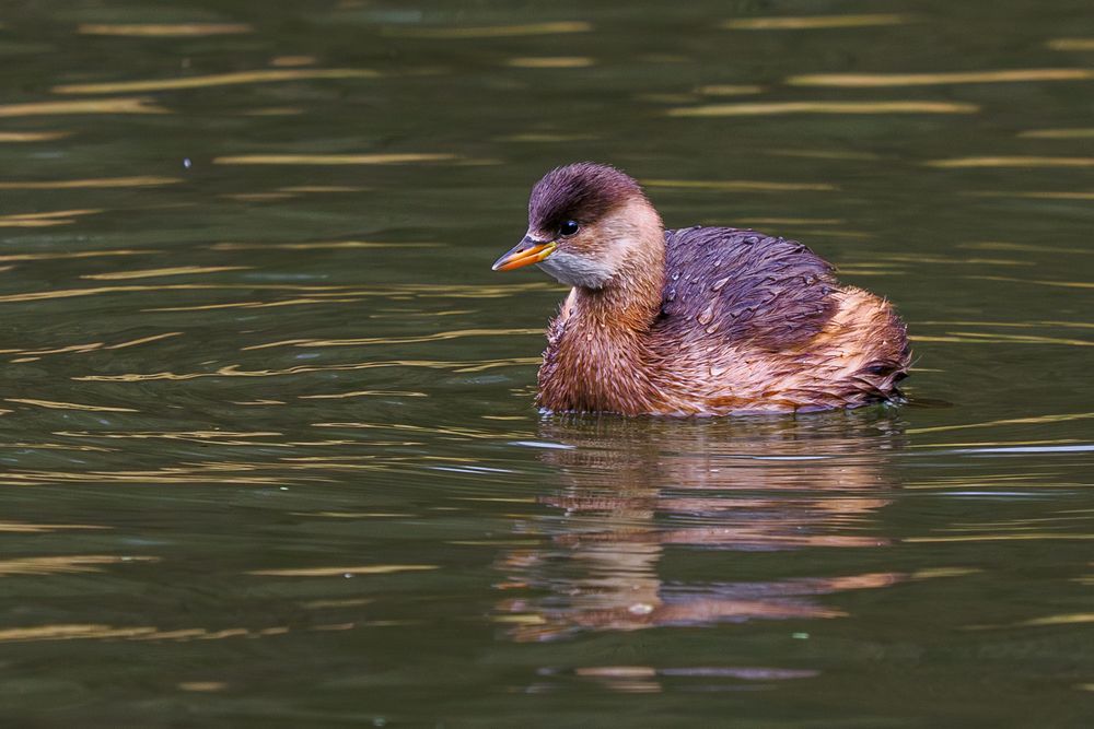 Zwergtaucher  (Tachybaptus ruficollis)